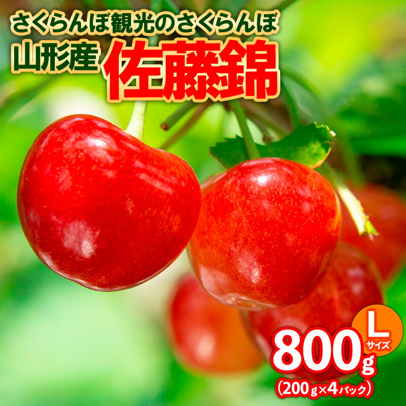 【ふるさと納税】さくらんぼ観光のさくらんぼ 佐藤錦 L 800g(200g×4パック) FY25-103