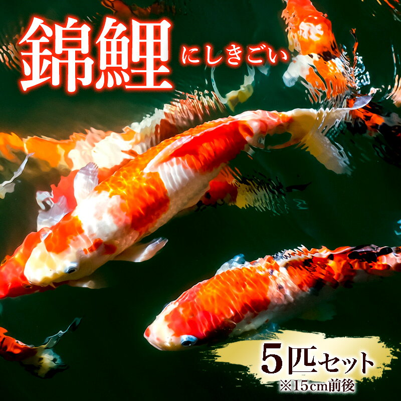 ڤդ뤵Ǽǡ۶Ӹ5ɤå(15cm)FY25-120
