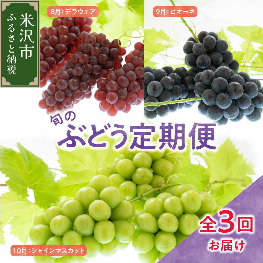 先行予約[定期便]令和6年産 ぶどうの定期便 全3回 8月〜10月 デラウェア ピオーネ シャインマスカット 2024年産 ぶどう ブドウ 葡萄 期間限定 数量限定 山形産 山形県産 フルーツ 果物 くだもの 贈答 ギフト