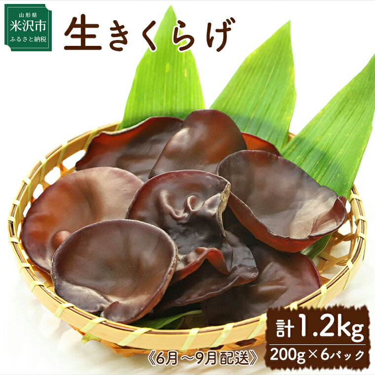 【ふるさと納税】《先行予約》米沢産 生きくらげ 計1.2kg（200g×6パック）6～9月配送 無農薬栽培 キクラゲ 木耳 きのこ キノコ 野菜 栄養豊富 肉厚 贈答 ギフト 国産 山形県