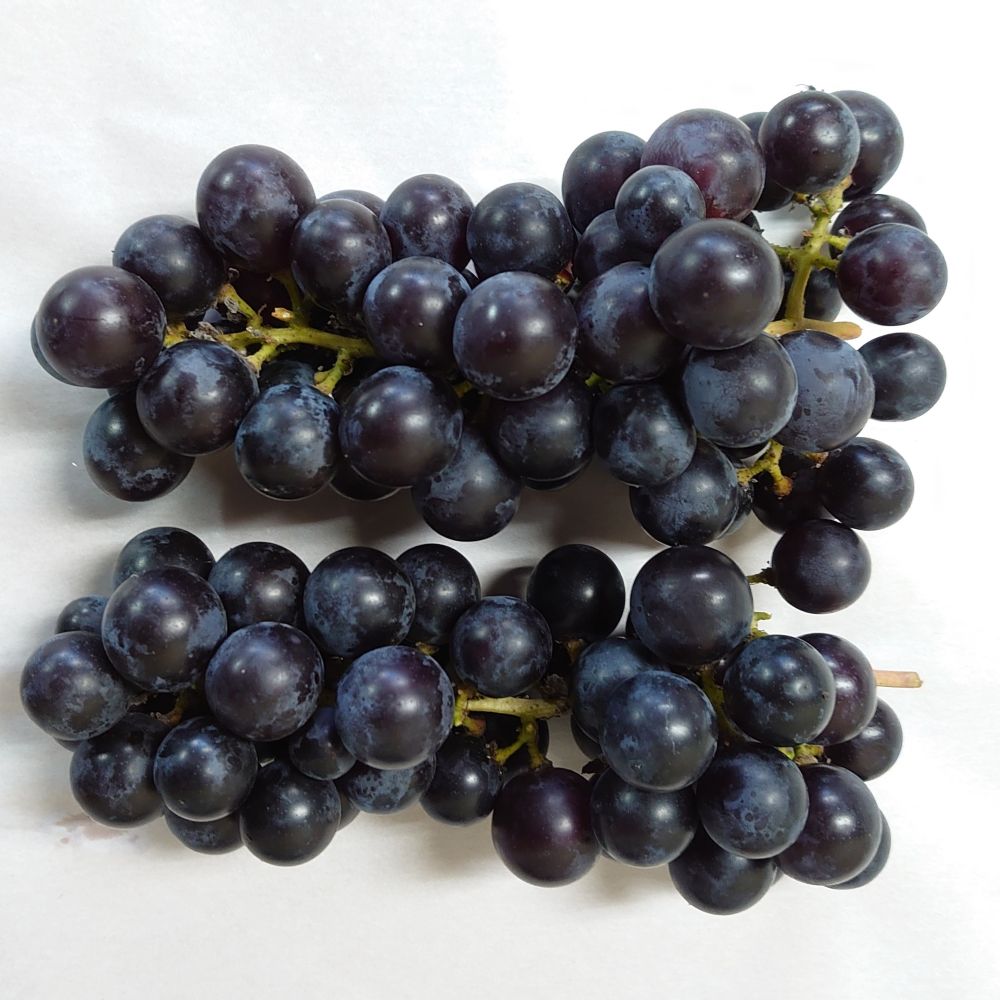 【ふるさと納税】【先行予約】【数量限定】【令和8年産】家庭用 訳あり ぶどう スチューベン ( 種あり ) 3kg ( 9～12房 ) 2026年9月25日～10月30日頃お届け予定