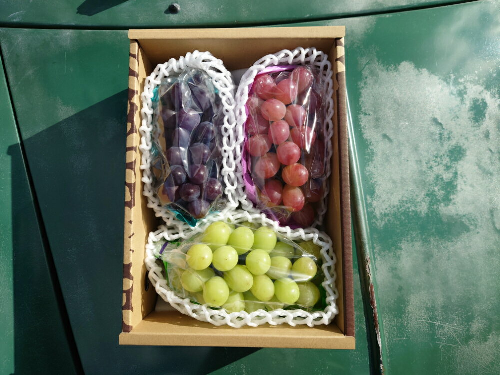 【ふるさと納税】【先行予約】【数量限定】【令和8年産】シャインマスカット入り 3色 大粒ぶどう 詰合せ 3種類 1.8kg 3房 2026年9月15日～9月30日頃お届け予定