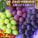 【ふるさと納税】【先行予約】【数量限定】【令和7年産】訳あり 家庭用 シャインマスカット 入り 3色 大粒 ぶどう 詰合せ 1.8kg (3房) 9月中旬 〜 ...