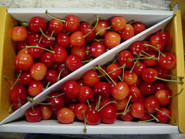 【ふるさと納税】【先行予約】【数量限定】 令和8年産 家庭用 訳あり さくらんぼ 佐藤錦 バラ詰め 1kg 2026年6月中旬～下旬頃お届け予定