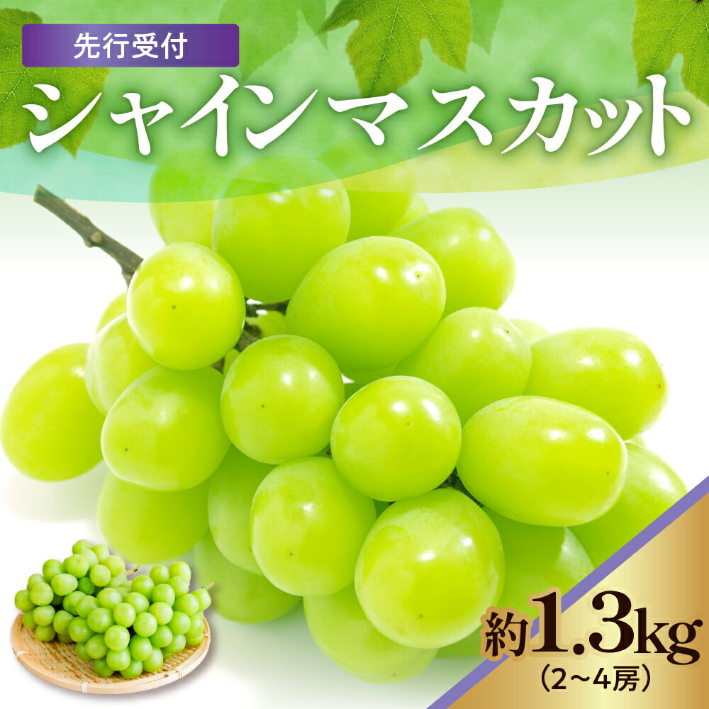 【ふるさと納税】令和6年産 シャインマスカット 1.3kg ( 2 ～ 4房 ) 数量限定 先行予約 〔 9月中旬頃 ～ お届け 〕 種なし ぶどう 2024年産 ブドウ 葡萄 フルーツ 果物 くだもの 山形県産 産地直送 農家直送 お取り寄せ 山形県 米沢市のサムネイル