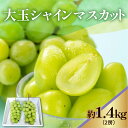 【ふるさと納税】《 先行予約 / 令和7年産 》 【 数量限定 】大玉シャインマスカット 2房 1.4kg〔 2025年9月中旬頃 ~ お届け 〕 ぶどう 白ぶどう 2025年産 山形県 米沢市