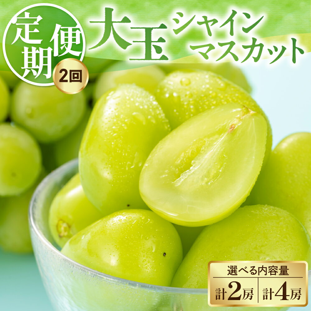 【ふるさと納税】【先行予約】【2回定期便】 令和8年産 大玉 シャインマスカット 選べる 内容量 1房 ( 700g ) 2房 ( 1.4kg ) 2026年9月下旬頃～お届け予定