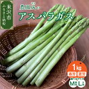 【ふるさと納税】《 先行予約 》令和7年産 アスパラ ガス 1kg 春芽 / 夏芽 (サイズが選べる : 太物 L 以上 / 細物 M 以下) 野菜 農園成 産地直送 2025年産 アスパラ 旬 春野菜 農園成 産地直送 農家直送 贈答 ギフト お取り寄せ 送料無料 山形県 米沢市 春 旬 今が旬