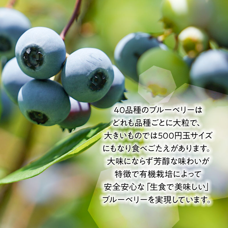 【ふるさと納税】令和6年産【冷凍】月山高原鈴木農園のオーガニック ブルーベリー(大粒・600g)　A36-603 3