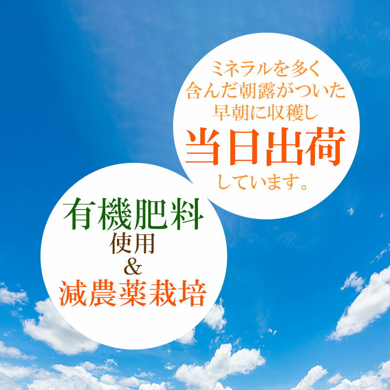 【ふるさと納税】【令和6年産 先行予約】本場 白山産 白山だだちゃ豆 【早生甘露(わせかんろ)】 1.5kg （500g×3袋） 農家 長四郎 | 2024年産 枝豆 えだまめ エダマメ おつまみ 山形県 鶴岡市 支援 東北 お取り寄せ 茶豆 酒のつまみ 野菜 酒の肴 3