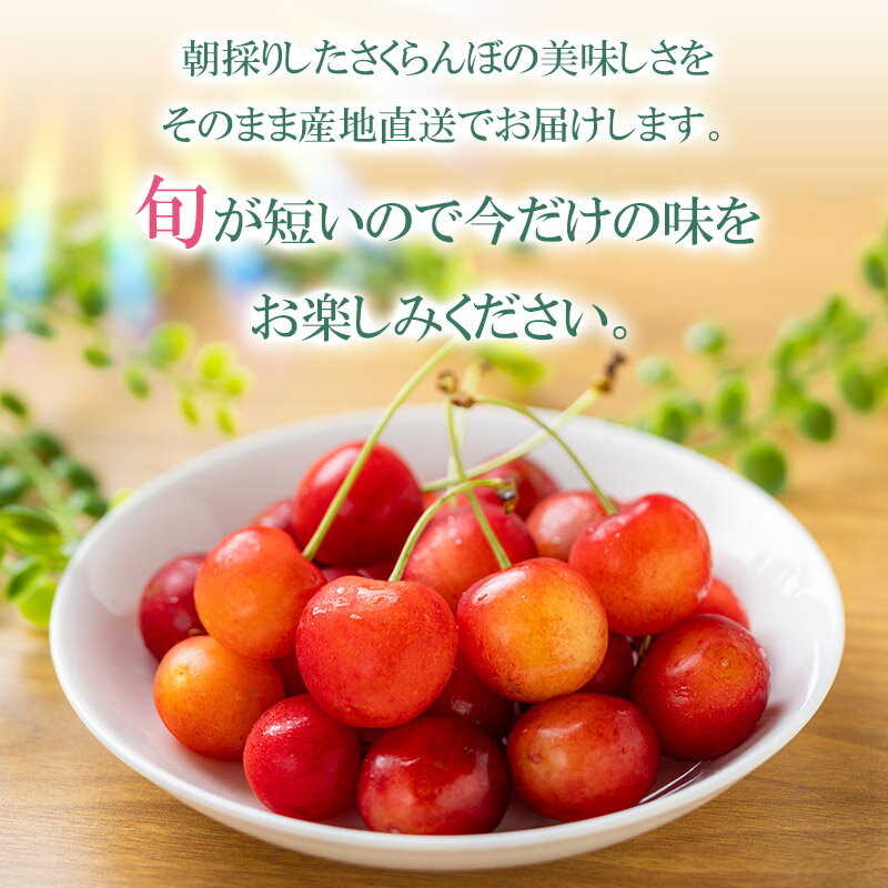 【ふるさと納税】【令和6年産 先行予約】さくらんぼ 佐藤錦 バラ詰め M～Lサイズ混合 1kg（500g×2） 山形県鶴岡市産