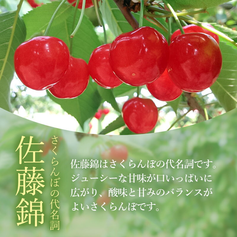 【ふるさと納税】 【令和6年産 先行予約】さくらんぼ 佐藤錦 2L・Lサイズ混合 バラ詰め1kg（500g×2P）