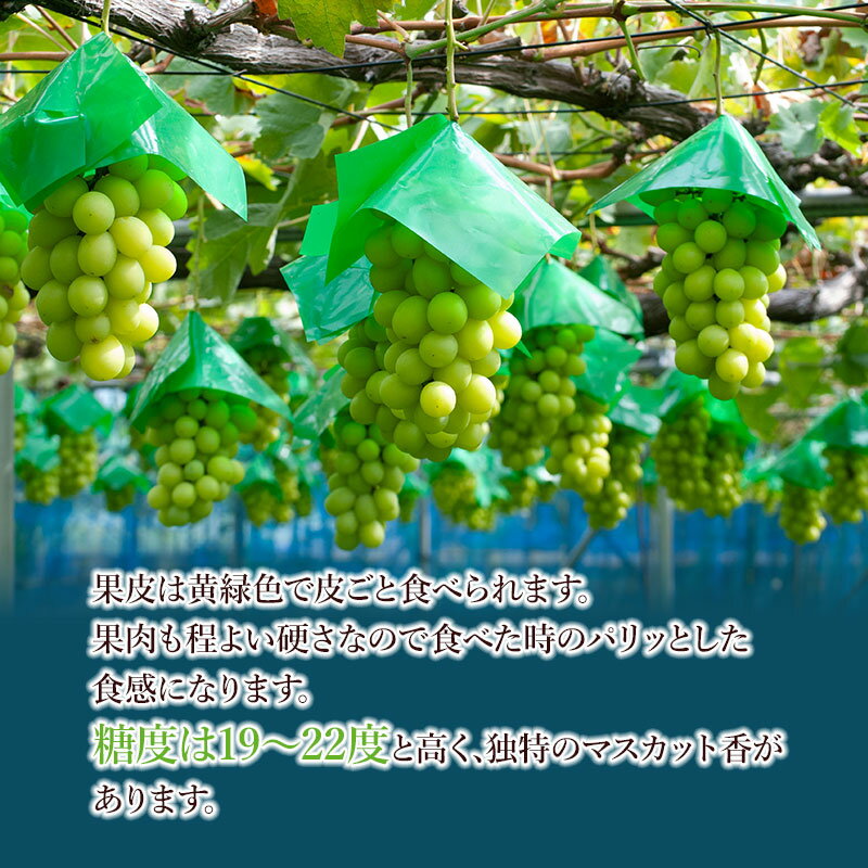 山形県鶴岡市の画像2