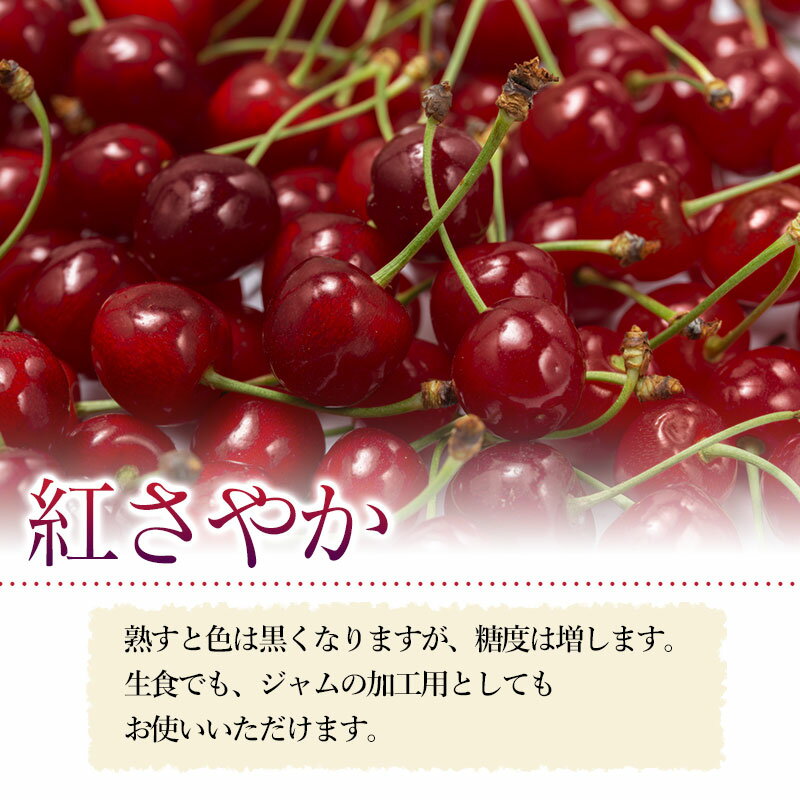 【ふるさと納税】 【令和6年産 先行予約】さくらんぼ 紅さやか Lサイズ バラ詰め 2kg（250g×4P×2）【訳あり】 山形県鶴岡市産