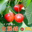 ڤդ뤵Ǽǡ 6ǯ ͽᲬԻ  ƣ Хͤ 500g A03-628