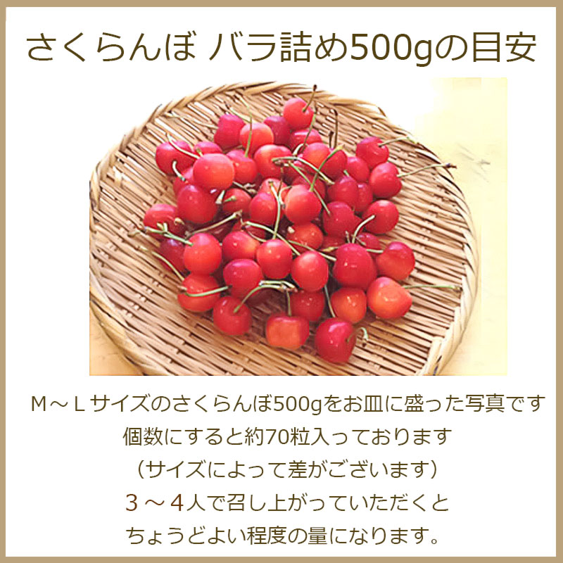 【ふるさと納税】【令和6年産 先行予約】さくらんぼ 佐藤錦 秀選バラ詰め【500g】 Lサイズ | 山形県 鶴岡市 返礼品 お取り寄せグルメ フルーツ 果物 くだもの サクランボ 東北 ご当地 特産品 名産品