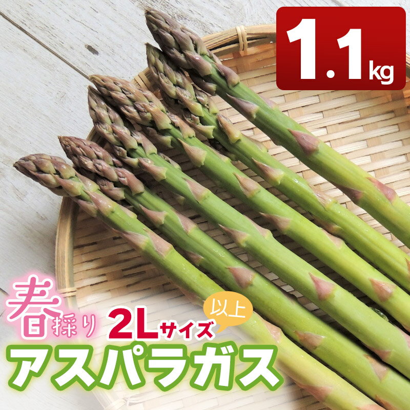 【ふるさと納税】 【令和6年産 先行予約】春採りアスパラガス 2Lサイズ以上　約1.1kg