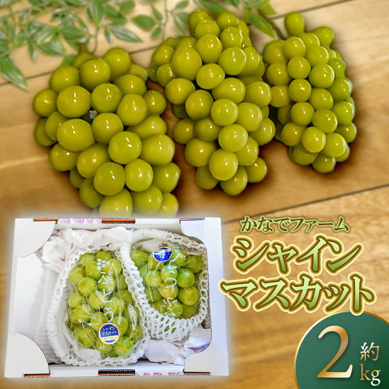 [令和6年産 先行予約] シャインマスカット 約2kg(2〜3房) 白系ぶどう