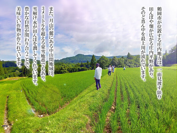 【ふるさと納税】 令和3年産 山形県 庄内産 雪若丸 精米10kg（5kg×2袋） | 鶴岡市 山形 楽天ふるさと 納税 返礼品 支援品 無洗米 玄米 白米 精米 美味しい お米 米 こめ コメ ブランド米 名産品 特産品 米10キロ 庄内米 おいしいお米 庄内 お米10キロ ご当地 雪若 お土産