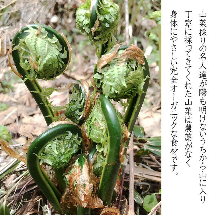 【ふるさと納税】【 2024年 令和6年産 先行予約 】天然山菜おまかせセット1kg（3種類以上） わかば屋 | 山形県 鶴岡市 山形 鶴岡 楽天ふるさと 納税 支援 東北 返礼品 山菜 野菜 やさい お取り寄せ ご当地 特産品 食品 食べ物 食料品 取り寄せ さんさい 山の幸 天然山菜