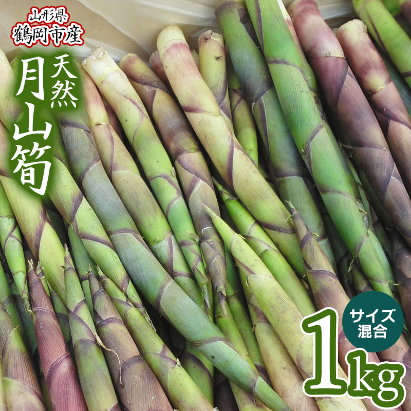 【ふるさと納税】【令和7年産先行予約】天然月山筍(がっさんだけ)1kg サイズ混合 わかば屋 孟宗竹 たけのこ | 山形県 鶴岡市 楽天ふるさと 納税 支援 東北 返礼品 山菜 タケノコ 筍 野菜 やさい お取り寄せ ご当地 特産品 食品 食べ物 取り寄せ 山の幸 2025年