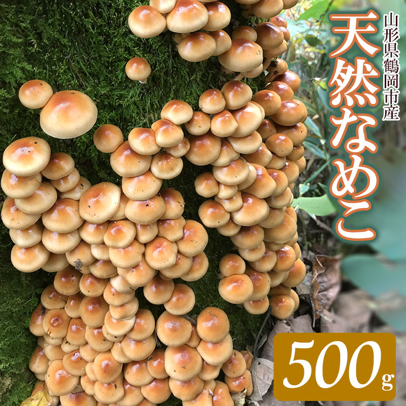 [ 2024年 令和6年 先行予約 ]山形県 鶴岡市産 天然 なめこ 500g (発送時期:10月20日〜12月10日頃) きのこ わかば屋