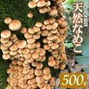 商品説明 内容量天然なめこ500g 賞味期限発送日を含め3日 産地山形県鶴岡市 申込受付期間令和6年11月15日ご入金分まで 提供事業者わかば屋 発送時期令和6年10月20日〜12月10日 ※気象や生育状況により発送が前後する場合がございます。 ※お届け日のご指定はできません。 発送方法冷蔵発送 返品・交換について◆返礼品の発送には万全を期しておりますが、到着後は必ずすぐに開封し中身の確認をお願いします。 ◆外装破損・水漏れ・異物・汚れ・誤配送など、異常があった場合はお早めにご連絡ください。当市の不備による初期不良・破損についての交換などの対応は、到着後2日以内までとさせていただきます。 ◆到着後2日を経過したものについての、返品・交換などの対応は一切お受けできませんので、予めご了承ください。・調理のレシピや説明書きなどは一切お付けしておりません。 ・天然物のため、ごみや虫が混入することがあります。 ・箱に入れての簡易梱包となります。 ・到着日、除外日、曜日などの指定は一切承りかねます。 こちらの返礼品は【令和6年産】の先行予約です。 発送時期：令和6年10月20日〜12月10日頃 ※こちらの返礼品は【先行予約】です。発送時期について必ずご確認の上お申し込みください。 ※天候や生育状況などにより発送時期が前後する場合がございます。予めご了承ください。 ※お申し込み後にお引越しなどでお届け先に変更が生じた場合は、お早めにご連絡をいただきますようお願いいたします。