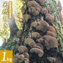 【ふるさと納税】【令和7年産先行予約】山形県鶴岡市産 天然むきたけ 1kg 【発送時期:10月20日〜11月30日頃】 きのこ わかば屋 2025年