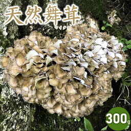 【ふるさと納税】 【2024年 令和6年 先行予約】天然舞茸 300g きのこ まいたけ 発送時期：9月1日～10月15日頃 | 山形県 鶴岡市 楽天ふるさと 納税 山形 支援 返礼品 お取り寄せ 天然 舞茸 マイタケ 取り寄せ 特産品 名産品 支援品 天然きのこ キノコ 食品 食べ物