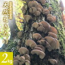 【ふるさと納税】【令和7年産先行予約 】山形県鶴岡市産 天然むきたけ 2kg 【発送時期:10月20日〜11月30日頃】きのこ わかば屋 2025年