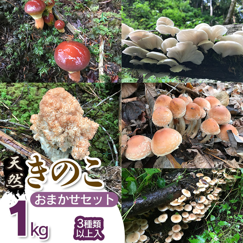 【ふるさと納税】【 2023年 令和5年 先行予約 】天然きのこ おまかせセット1kg（3種類以上）舞茸・なめこ・平茸・えのきたけ・本しめじ等 【発送時期：9月1日～12月10日頃】 きのこ わかば屋のサムネイル