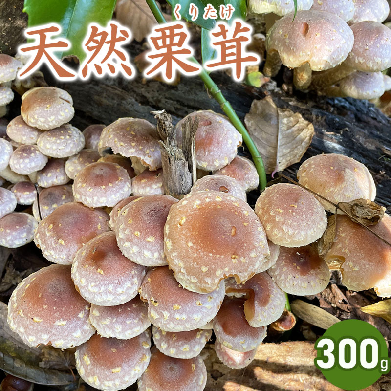 [2024年 令和6年 先行予約]天然くりたけ 300g きのこ 栗茸 発送時期:10月20日〜12月10日頃 | 山形県 鶴岡市 楽天ふるさと 納税 山形 支援 返礼品 お取り寄せ 天然 くりたけ クリタケ 取り寄せ 特産品 名産品 支援品 天然きのこ キノコ 食品 食べ物