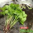【ふるさと納税】【令和8年産先行予約】天然あいこ 【700g~1.5kg】 山菜 わかば屋 2026年