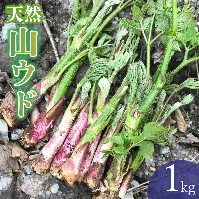 [ 2024年 令和6年産 先行予約]天然 山ウド 1kg わかば屋