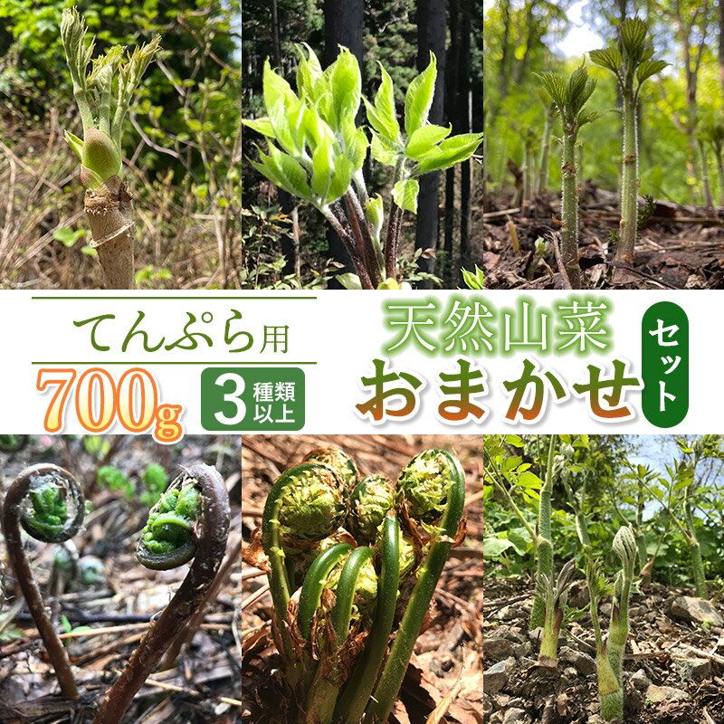 【 2024年 令和6年産 先行予約】天ぷら用　天然山菜おまかせセット 700g（3種類以上）　わかば屋