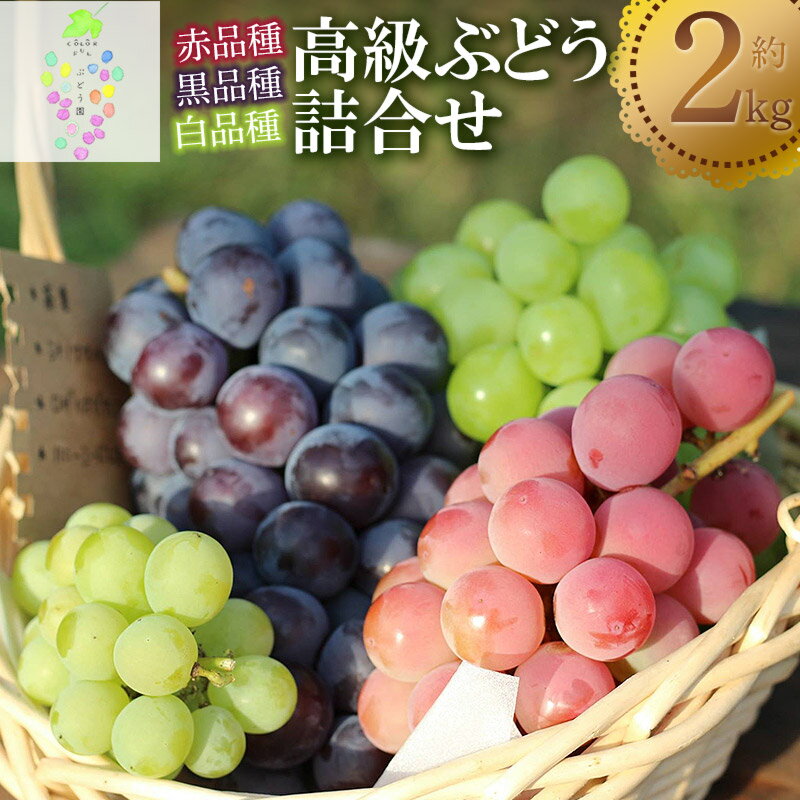 【ふるさと納税】【令和6年産 先行予約】高級ぶどう詰合せ 2