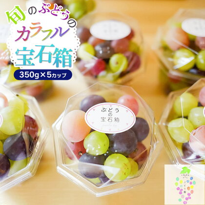 【令和6年産 先行予約】お楽しみ！旬のぶどうのカラフル宝石箱 350g×5カップ【発送時期：9月中旬〜】| 山形県 鶴岡市 返礼品 楽天ふるさと 納税 フルーツ 果物 くだもの ブドウ 葡萄 詰め合わせ お取り寄せ 自宅用 家庭用 国産 果実 ふるーつ