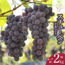 【ふるさと納税】【令和7年産先行予約】鶴岡市産 スチューベン 約2kg(6〜7房) 中粒ぶどう | 山形県 鶴岡市 返礼品 支援 フルーツ くだもの 果物 ブド...