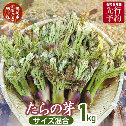 【 2024年 令和6年産 先行予約 】山形県鶴岡市産 たらの芽1kg サイズ混合 山菜 発送時期：4月15日～5月25日頃 たらのめ | 山形県 鶴岡市 山形 鶴岡 楽天ふるさと 納税 支援 東北 返礼品 野菜 やさい お取り寄せ ご当地 特産品 タラの芽 タラノメ