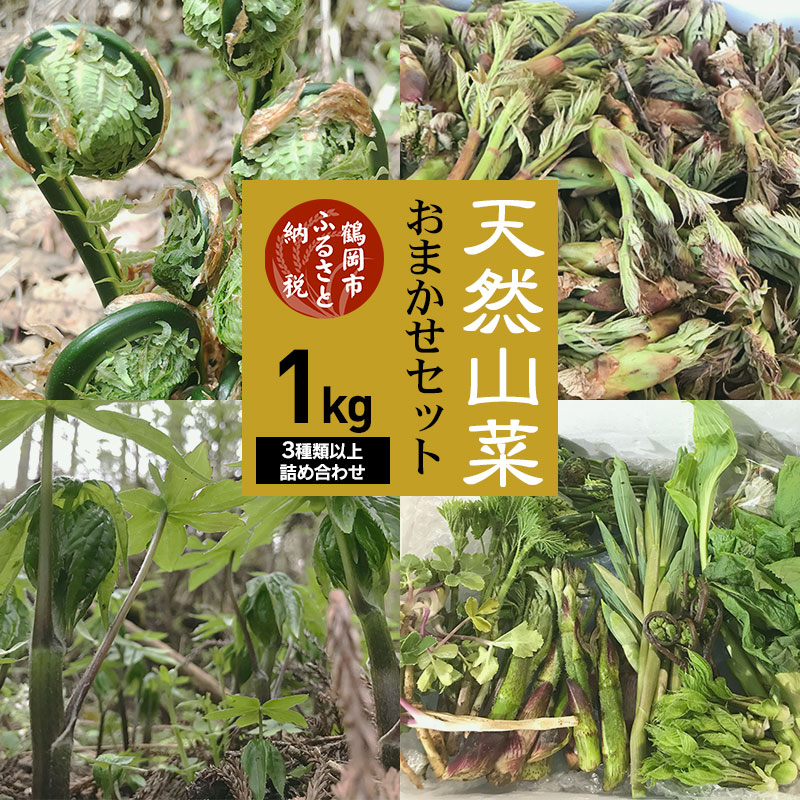 【ふるさと納税】【令和8年産先行予約】天然山菜おまかせセット1kg(3種類以上) わかば屋 | 山形県 鶴岡市 山形 鶴岡 楽天ふるさと 納税 支援 東北 返礼品 山菜 野菜 やさい お取り寄せ ご当地 特産品 食品 食べ物 食料品 取り寄せ さんさい 山の幸 天然山菜 2026年