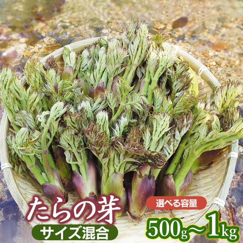 楽天市場】山形タラの芽の通販 楽天市場】山形タラの芽の通販