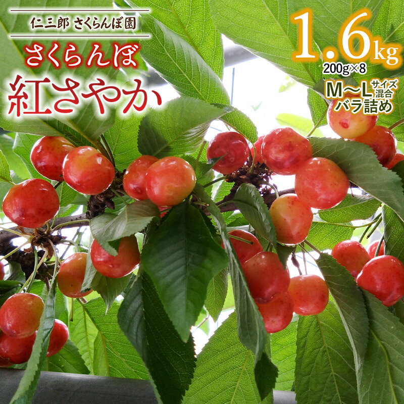 【ふるさと納税】【令和6年産 先行予約】さくらんぼ 紅さやか（M〜Lサイズ混合）バラ詰め1.6kg（200g×8P） 2024年