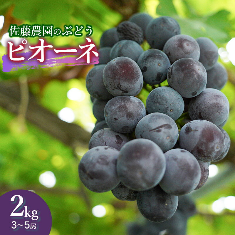 [令和8年産先行予約]ぶどう ピオーネ 約2kg(3〜5房) 佐藤農園