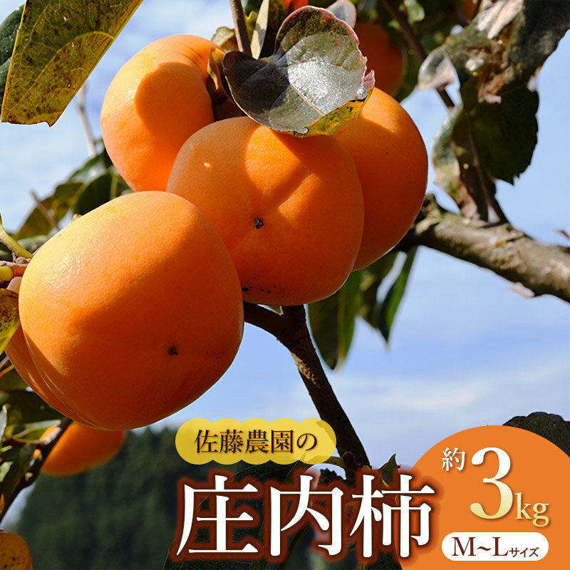 [令和8年産先行予約]庄内柿 M〜Lサイズ 約3kg 佐藤農園