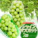 【ふるさと納税】【令和7年産】シャインマスカット 2房(約1.2~1.4kg) クドウファーム | 山形県 鶴岡市 ぶどう 葡萄 白品種 フルーツ 果物