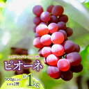【ふるさと納税】【令和7年産先行予約】JA庄内たがわの庄内産 ピオーネ 約1kg 大粒・種なしぶどう K-730