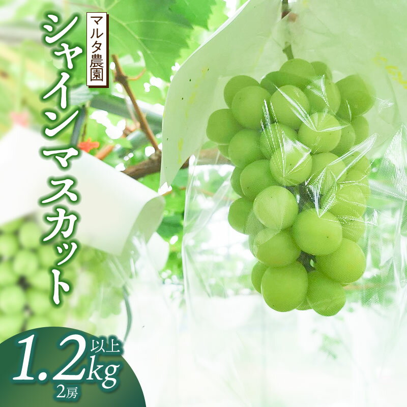 【令和6年産 先行予約】 シャインマスカット 1.2kg以上（2房）　マルタ農園