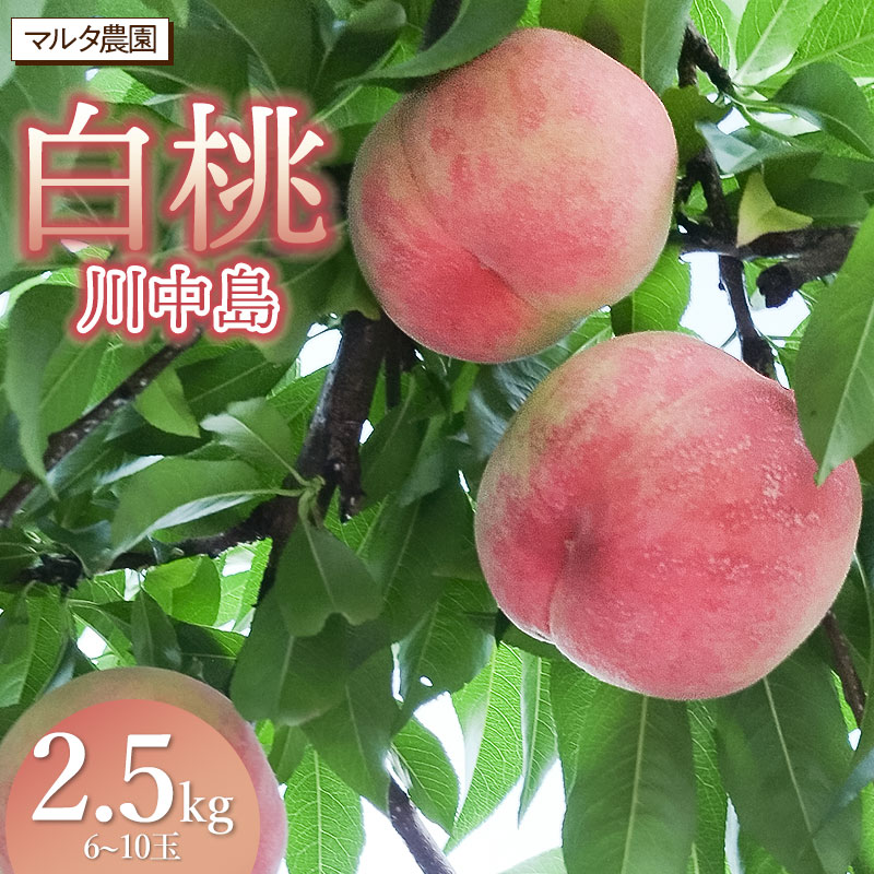 [令和6年産 先行予約] 白桃 川中島 2.5kg(6〜10玉) マルタ農園