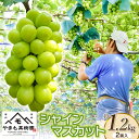 【ふるさと納税】【令和7年産】 シャインマスカット 2房入り(約1.2kg) 白品種ぶどう やまも果樹園