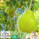 【ふるさと納税】【令和7年産】 洋梨 シルバーベル 約3kg(7~9玉) やまも果樹園